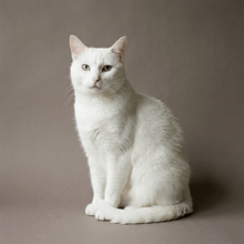 Solid white White cat example