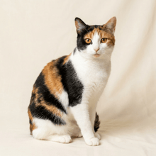 Calico Calico cat example