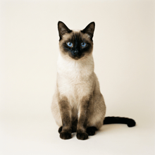 Colorpoint Siamese colorpoint cat example