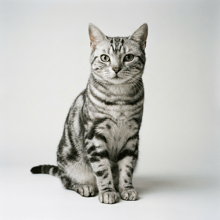 Silver tabby Silver tabby cat example